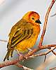 _MG_3743Taveta Golden Weaver.jpg