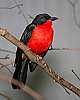 _MG_3746-black-headed gonolek.jpg