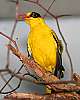 _MG_3751-Black-naped Oriole.jpg