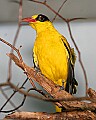 _MG_3751-Moriche Oriole.jpg