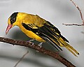 _MG_3753-Moriche Oriole.jpg