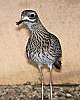 _MG_3754 -Cape thick-knee.jpg