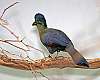 _MG_3758 purple-crowned turaco.jpg