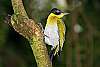 _MG_3776 black-headed woodpecker.jpg