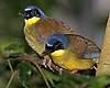 _MG_3787 yellow-throated laughing thrush.jpg