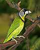 _MG_3790 fire-tufted barbet.jpg