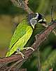 _MG_3791 fire-tufted barbet.jpg