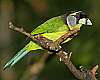 _MG_3794 fire-tufted barbet.jpg