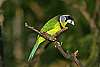 _MG_3796 fire-tufted barbet.jpg