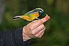 _MG_3802-Orange-bellied Leafbird.jpg