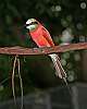 _MG_3807 Carmine's Bee Eater.jpg