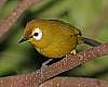 _MG_3814-Kikuyu White-eye.jpg