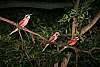 _MG_3823 Carmine's Bee Eaters.jpg