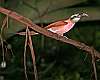 _MG_3825 carmine bee-eater.jpg