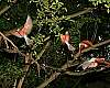 _MG_3832 carmine bee eaters.jpg