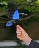 _MG_3833 fairy bluebird.jpg