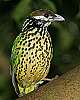 _MG_3841 white-cheeked catbird.jpg