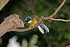 _MG_3854 yellow-throated laughing thrush.jpg