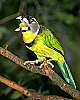 _MG_3877 fire-tufted barbet eating a grape.jpg