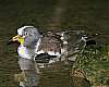 _MG_3893-White-headed Wattled Lapwing.jpg