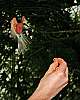 _MG_3896 carmine bee eater.jpg