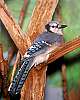 _MG_3903 bluejay.jpg