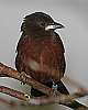 _MG_3908 silver-beaked tanager.jpg