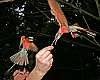 _MG_3911 carmine bee eaters.jpg