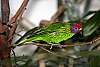 _MG_3911 goldie's lorikeet.jpg