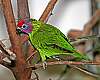 _MG_3913 goldie's lorikeet.jpg