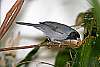 _MG_3914-Black-Faced Cuckoo-Shrike.jpg