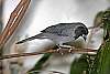 _MG_3917-Black-Faced Cuckoo-Shrike.jpg