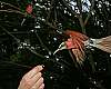 _MG_3926 carmine bee eater.jpg