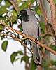 _MG_3937-Black-Faced Cuckoo-Shrike.jpg