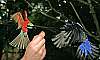 _MG_3941 Carmine Bee Eater and Fairy Bluebird.jpg