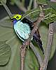 _MG_3948 Paradise Tanager.jpg