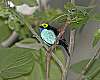 _MG_3949 paradise tanager.jpg