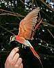 _MG_3959 carmine bee eater.jpg