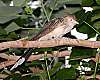 _MG_3963 Guira cuckoo.jpg