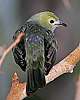 _MG_3973-palm tanager.jpg