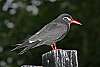 _MG_3979 Inca tern.jpg