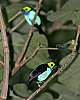 _MG_3992 paradise tanager.jpg