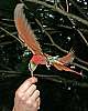 _MG_4014 carmine bee eater.jpg