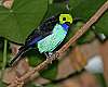 _MG_4014 paradise tanager.jpg