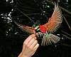 _MG_4017 carmine bee eater.jpg