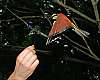 _MG_4018 carmine bee eater.jpg