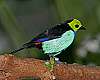 _MG_4023 paradise tanager.jpg