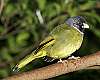 _MG_4028Collared Finch-billed Bulbul.jpg