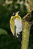 _MG_4031 Black-headed woodpecker.jpg