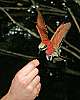 _MG_4038 carmine bee eater.jpg